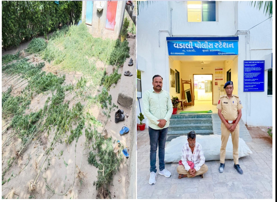 વડાલીના કેશરપુરાની સીમમાંથી ગાંજાનું વાવેતર પકડાયું        વડાલી પોલીસે ડ્રોનની મદદથી રૂ.૨૦ લાખનો ગાંજો જપ્ત કર્યો.